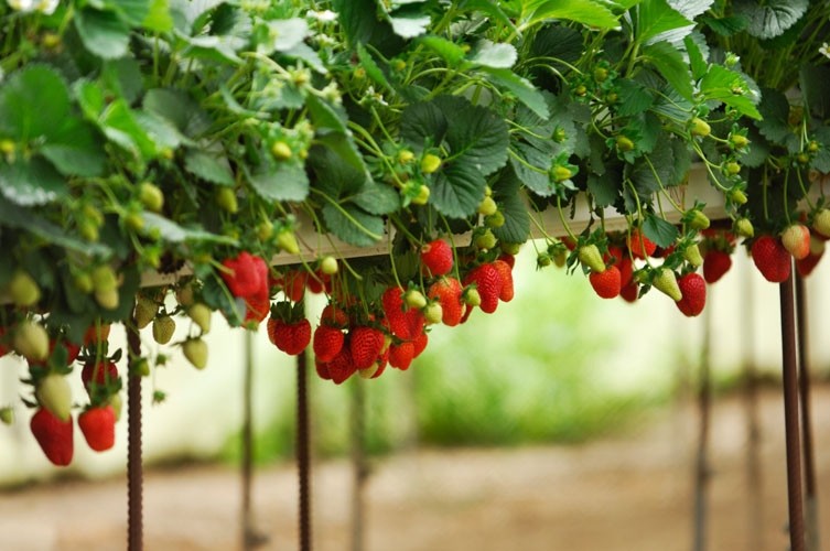 Farm Manager Qualities